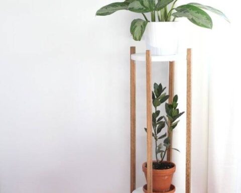 Украсьте свой дом комнатными растениями-Советы