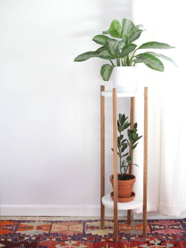 Украсьте свой дом комнатными растениями-Советы