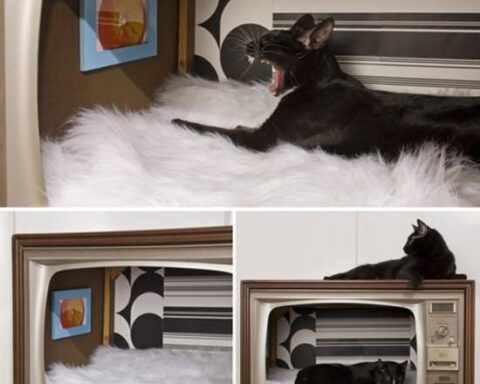 Обустроить место для домашних животных в квартире-Декор